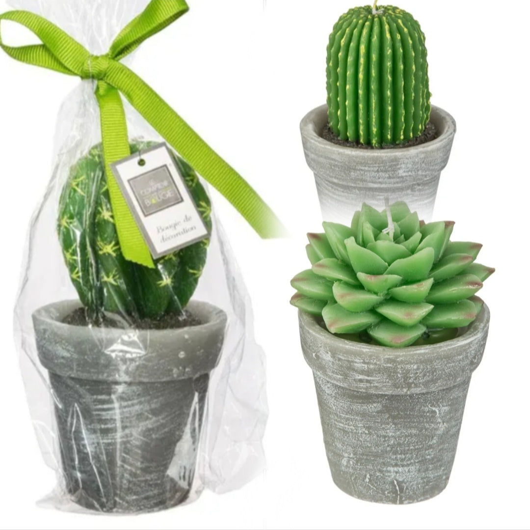 Bougies décorative "cactus" شموع الصبار الفرنسية